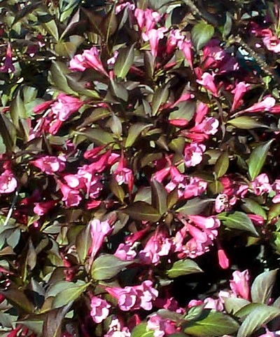 Wine & Roses® Weigela - Outdoors Or Bonsai - Hardy - Proven Winners - 4" Pot - Image 3