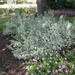 White Album⢠Euonymus - Proven Winners - Great Evergreen Groundcover - 4" Pot