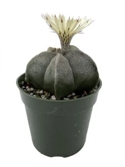 White Star Bishop's Cap Cactus - Astrophytum - 4" Pot
