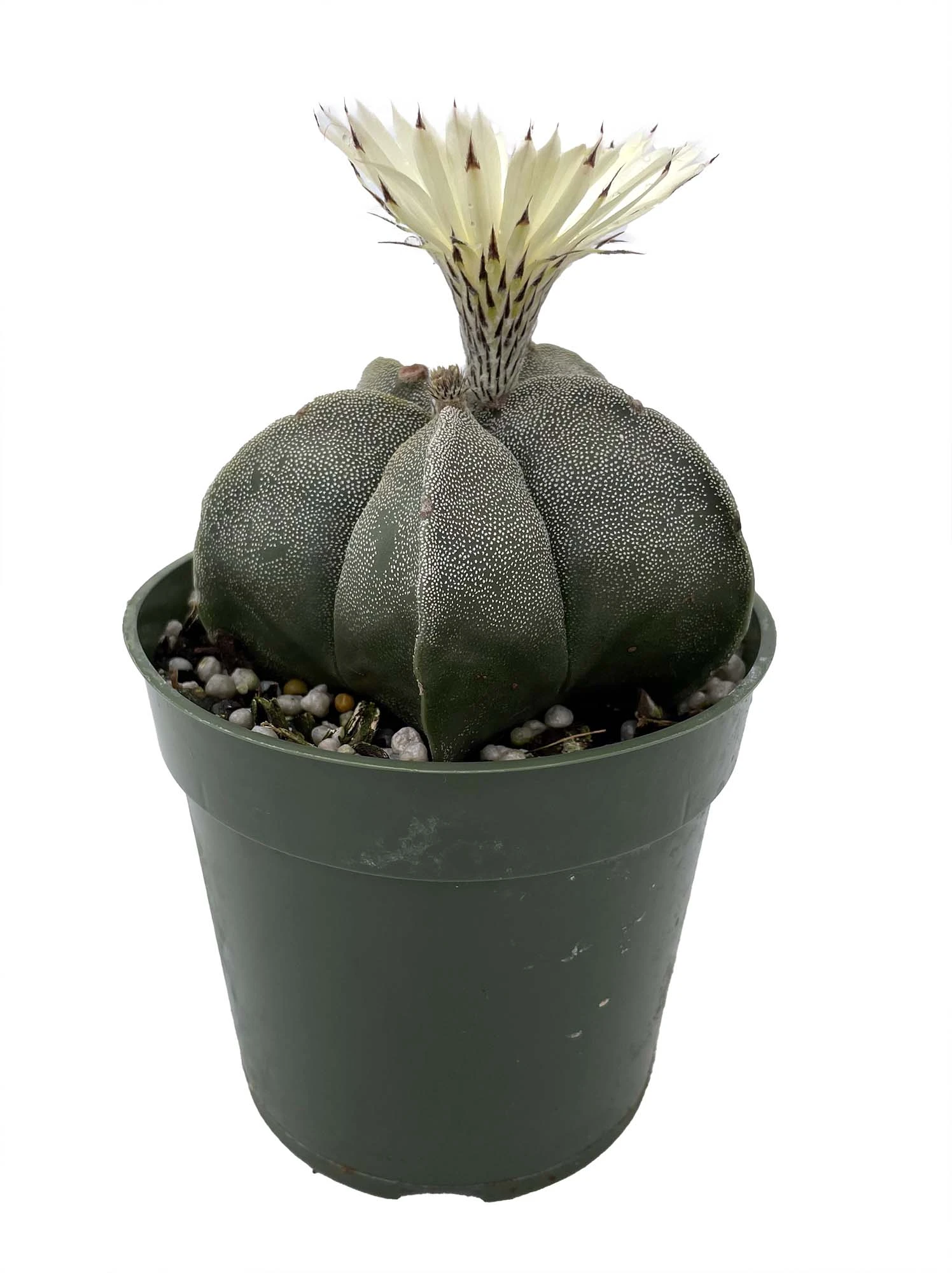 White Star Bishop's Cap Cactus - Astrophytum - 4" Pot