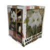 Amaryllis Kit: White Christmas + Plastic Pot/Soil/Bulb - Large Bulb 26/28cm