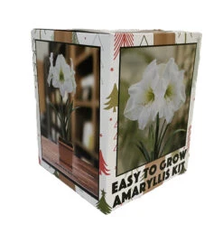 Amaryllis Kit: White Christmas + Plastic Pot/Soil/Bulb - Large Bulb 26/28cm