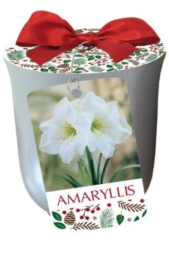 White Christmas Silver Ceramic Pot Amaryllis Kit - Bulb/Pot/Planting Medium