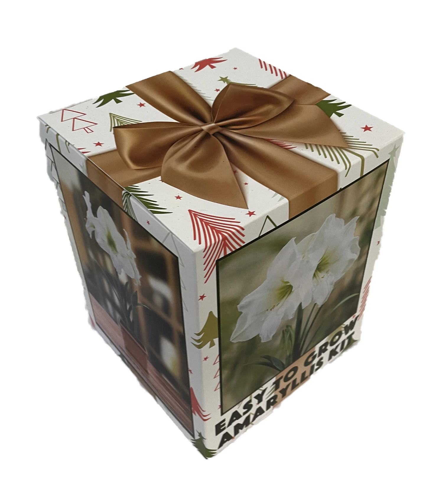 Amaryllis Kit: White Christmas + Plastic Pot/Soil/Bulb - Large Bulb 26/28cm - Image 2