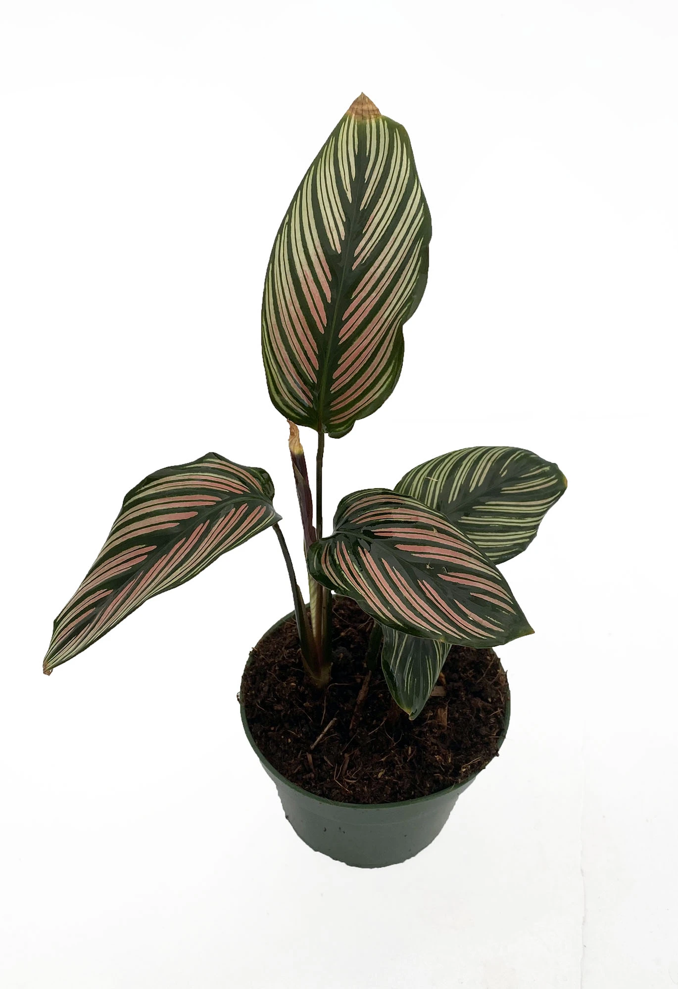 Rare White Star Peacock Plant - Calathea - Easy House Plant - 4" Pot - Image 2