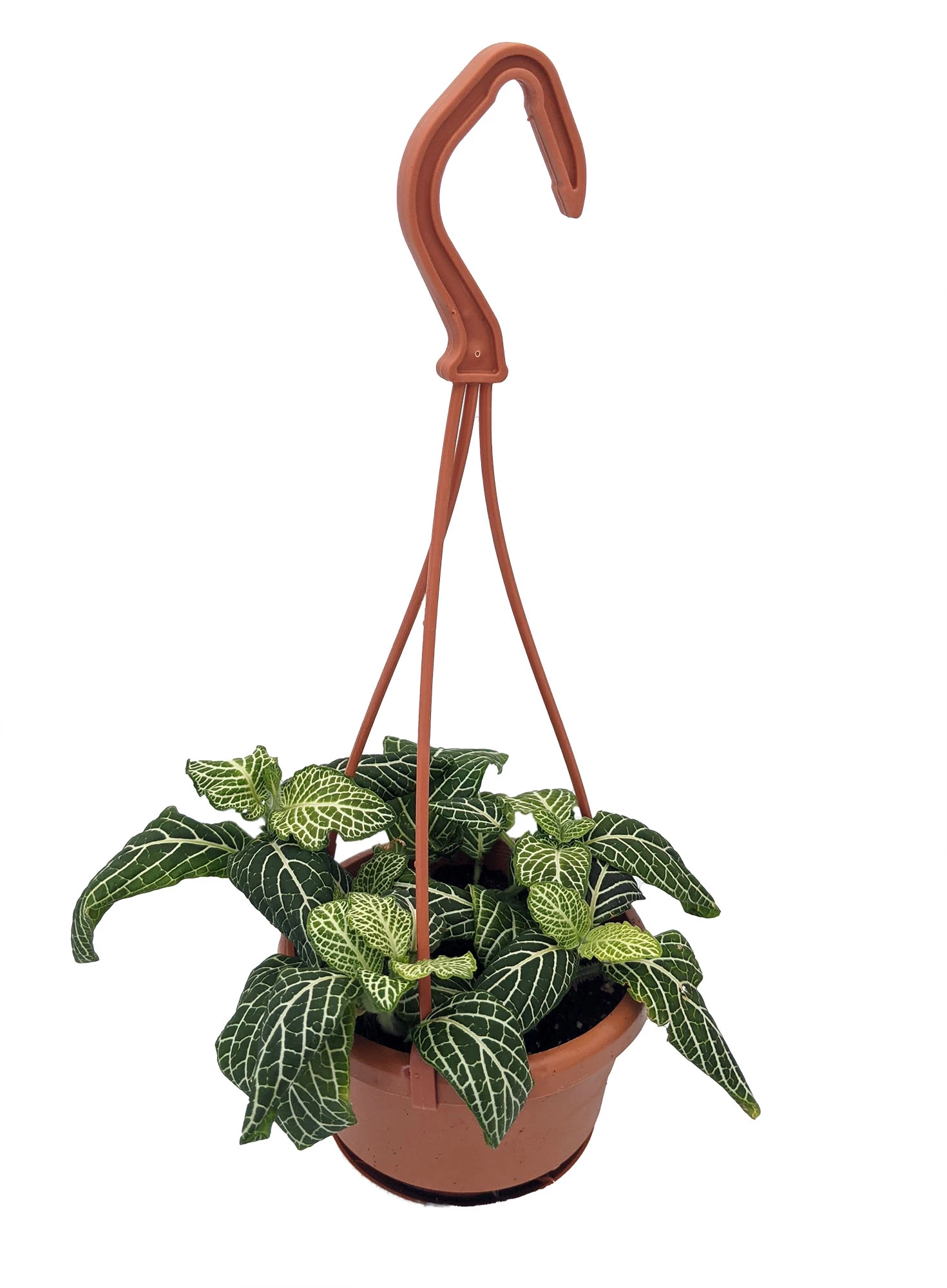 White Vein Plant - Fittonia/Nerve Plant - 4" Mini Hanging Basket
