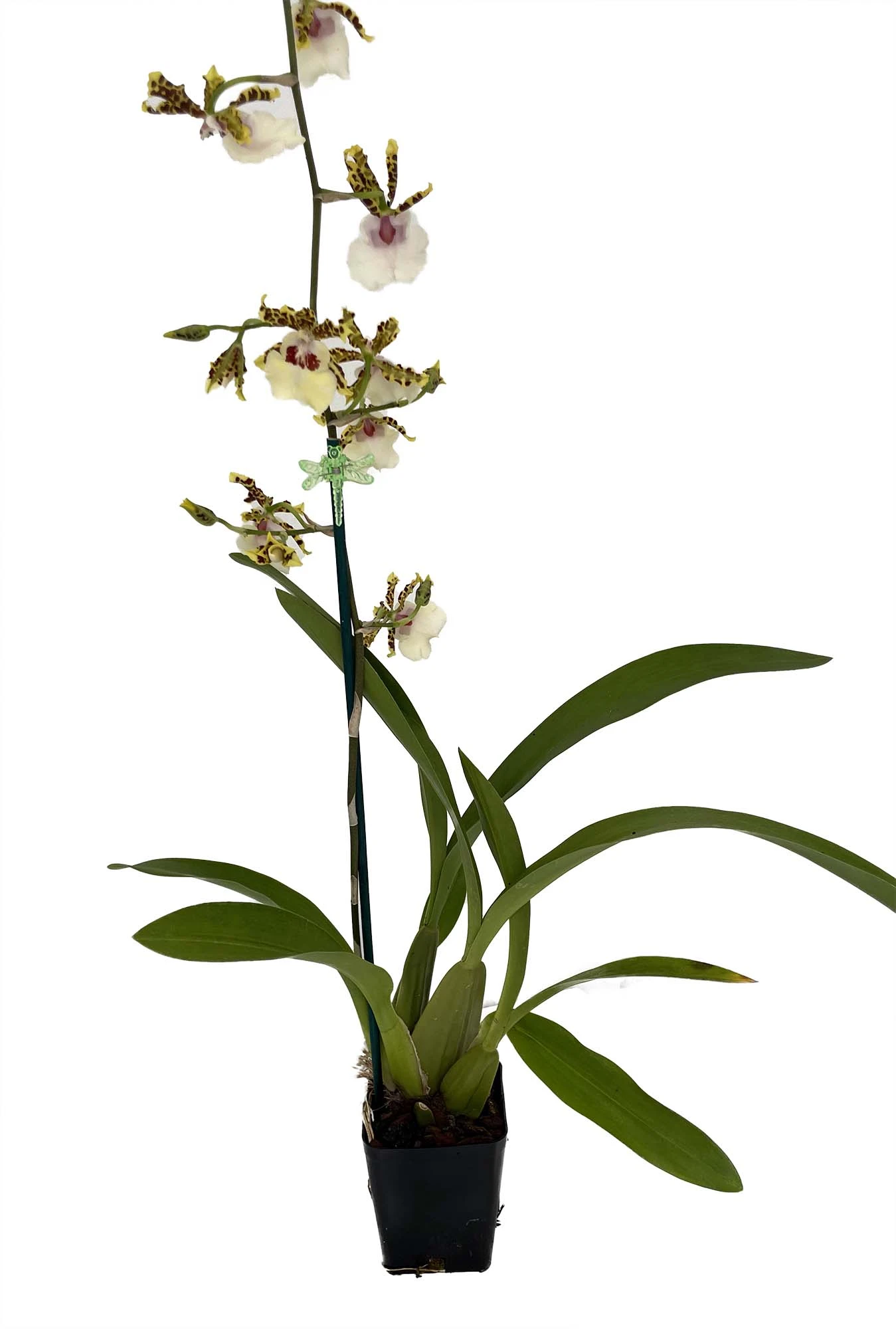 Wild Willie Pacific Bingo Orchid - Odontocidium - 4" Pot - Collector Orchids - Image 2