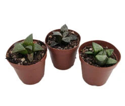 Window Pane Haworthia Collection - 3 Plants / 2" Pots - Easy To Grow Succulent