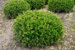 Winter Gem - Buxus - Grows In Sun Or Shade - 4" Pot