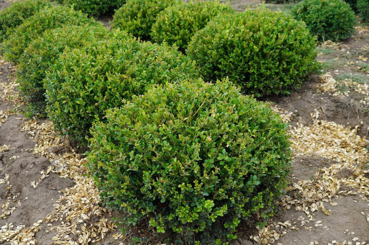Winter Gem - Buxus - Grows In Sun Or Shade - 4" Pot - Image 3