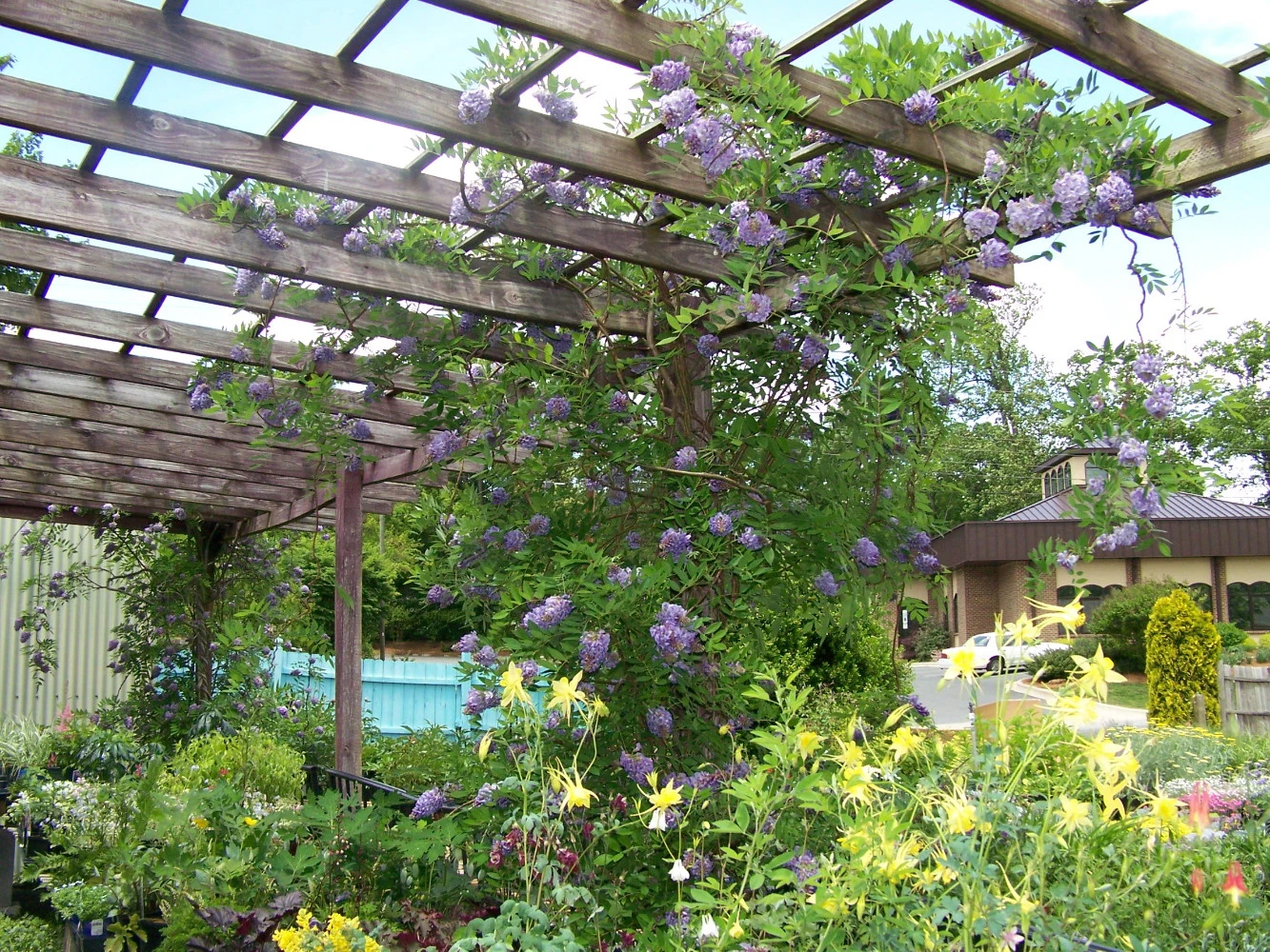 Amethyst Falls Wisteria Vine - 4" Pot - Image 5