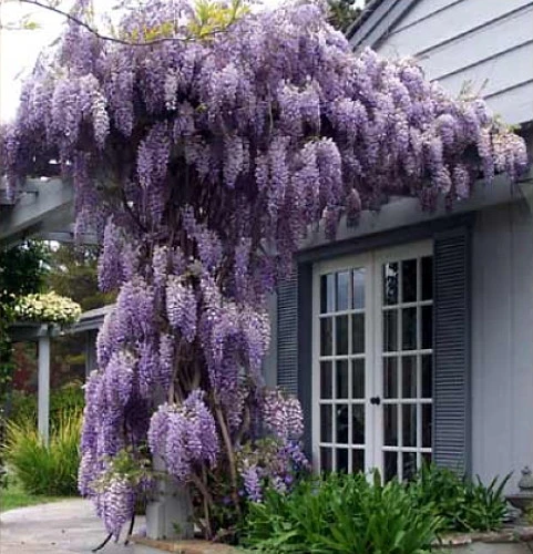 Amethyst Falls Wisteria Vine - 4" Pot - Image 4