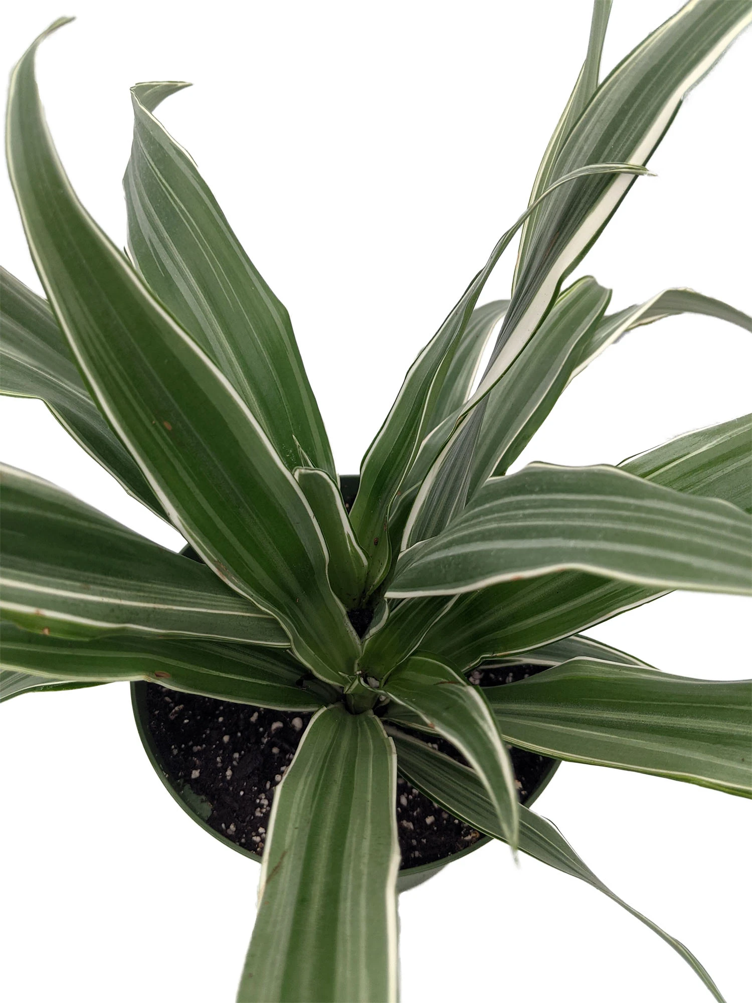 White Stripe Dragon Tree - Dracaena Warneckii - 6" Pot - Easy To Grow House Plant - Image 2