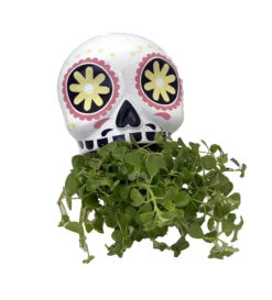White And Yellow Sugar Skull Ceramic Planter With Live House Plant - 5 In X 4.5 In