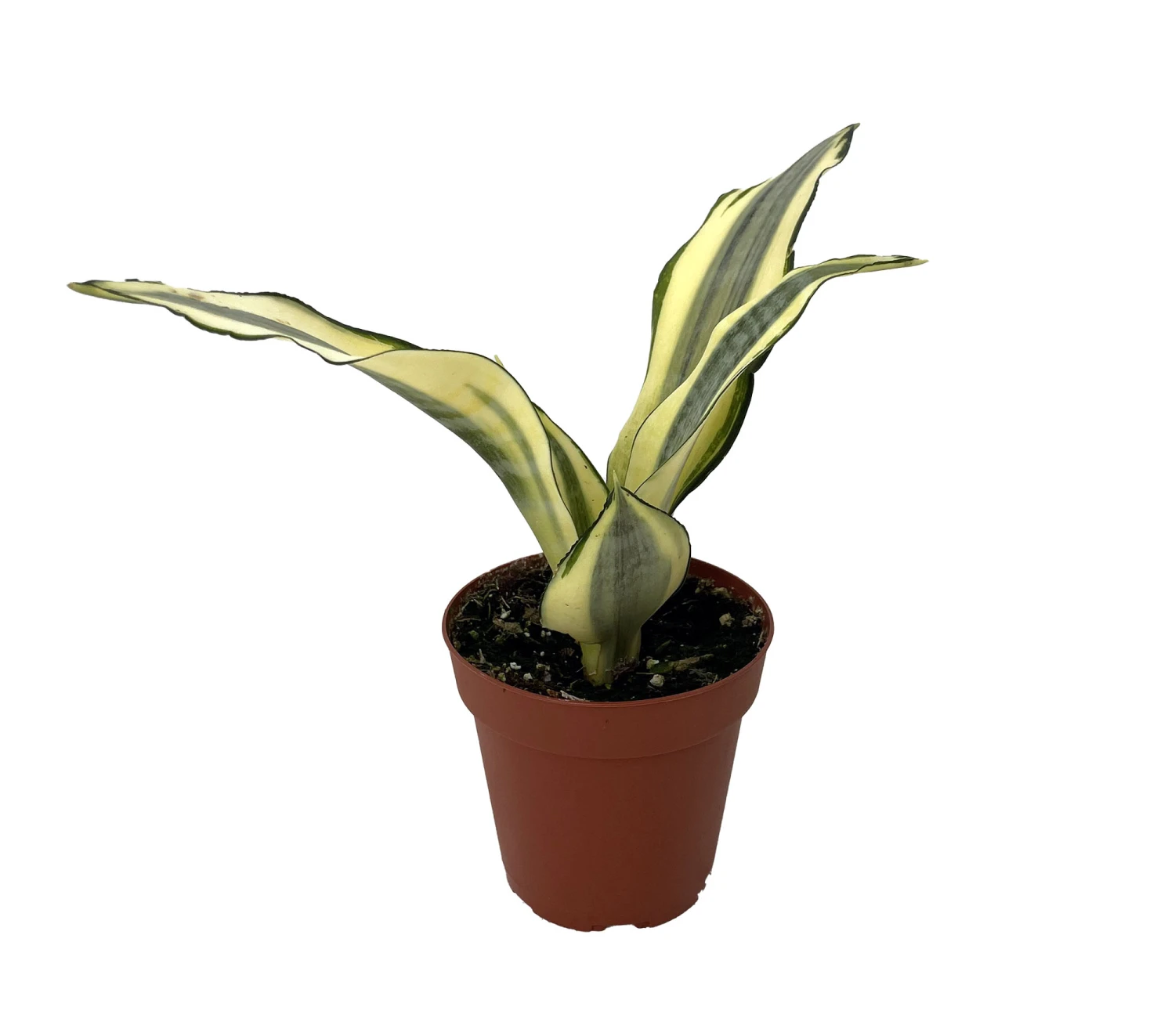 Sunrise Snake Plant - Sanseveria - 4" Pot - Easy House Plant - Image 2