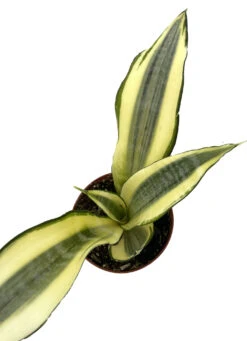 Sunrise Snake Plant - Sanseveria - 4" Pot - Easy House Plant