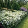 Yuki Snowflake™ - Deutzia - 4" Pot - Proven Winners