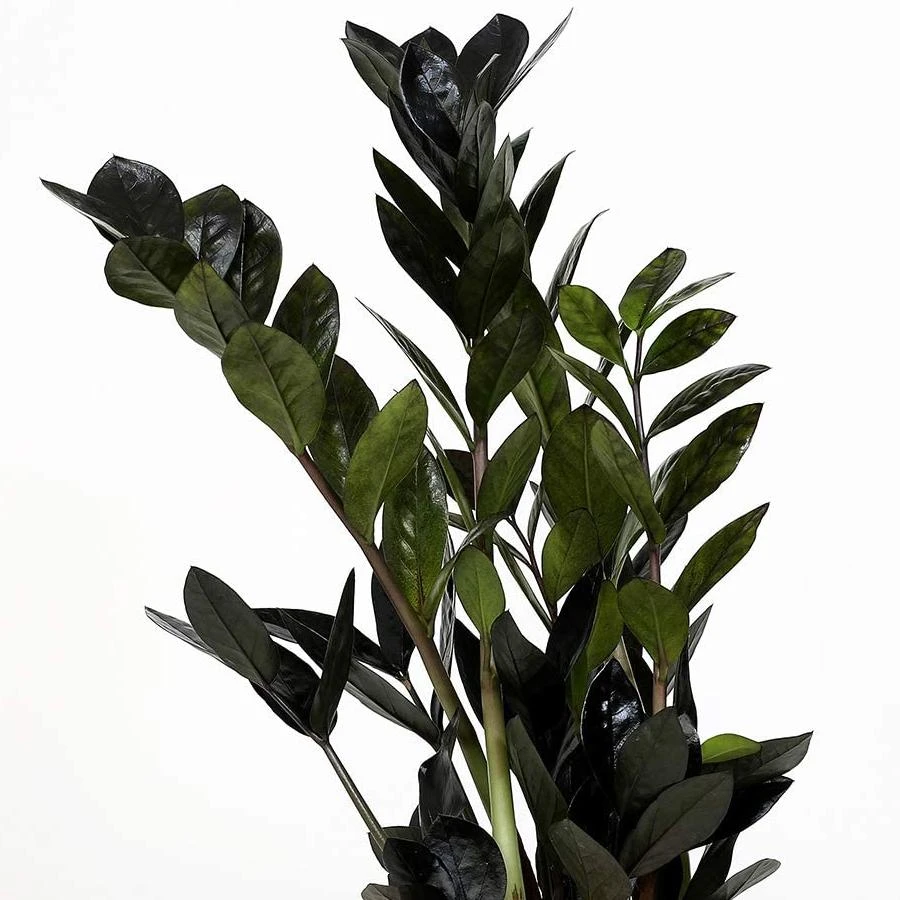 Black Queen ZZ Plant - Zamioculcas - 4" Pot - Collector's - Image 3