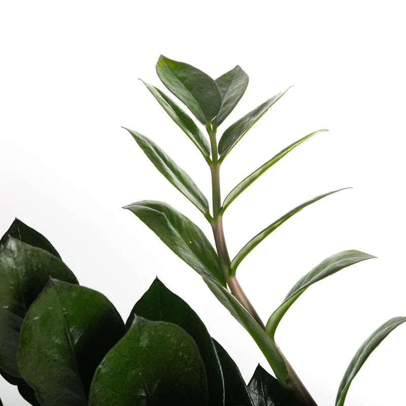 Black Queen ZZ Plant - Zamioculcas - 4" Pot - Collector's - Image 5