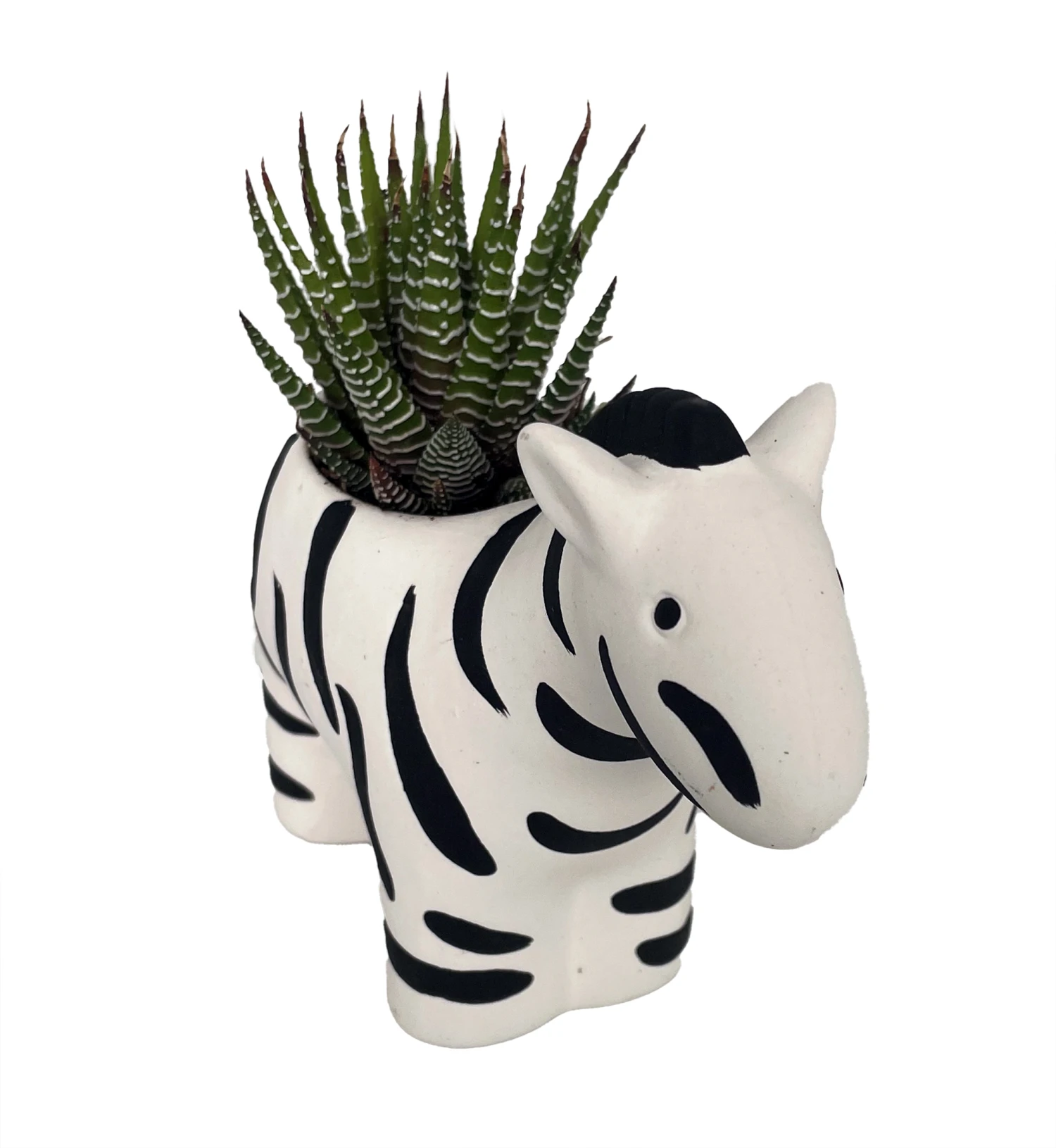 Zebra Stripes Planter With Live Zebra Haworthia Succulent Plant - 3" X 6" X 4.5" - Image 2