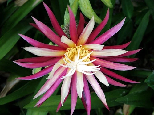 Zig Zag, Ric Rak, Fish Bone Cactus - Selenicereus - 6" Pot - Fragrant - Image 6