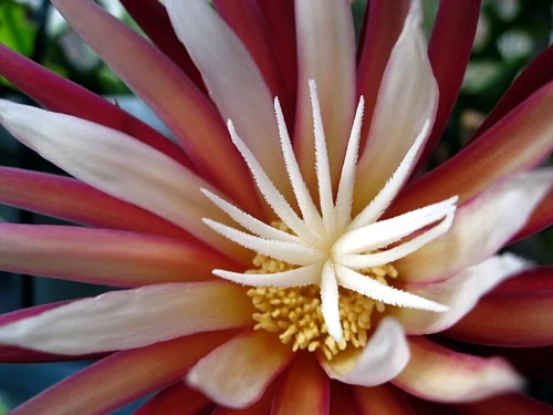 Zig Zag, Ric Rak, Fish Bone Cactus - Selenicereus - 6" Pot - Fragrant - Image 7