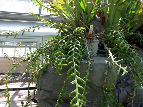 Zig Zag, Ric Rak, Fish Bone Cactus - Selenicereus - 6" Pot - Fragrant - Image 4