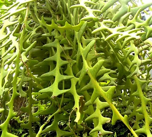 Zig Zag, Ric Rak, Fish Bone Cactus - Selenicereus - 6" Pot - Fragrant - Image 5