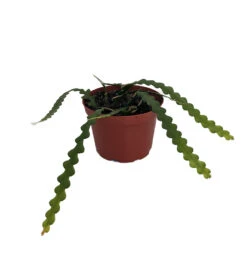 Zig Zag, Ric Rak, Fish Bone Cactus - Selenicereus - 6" Pot - Fragrant