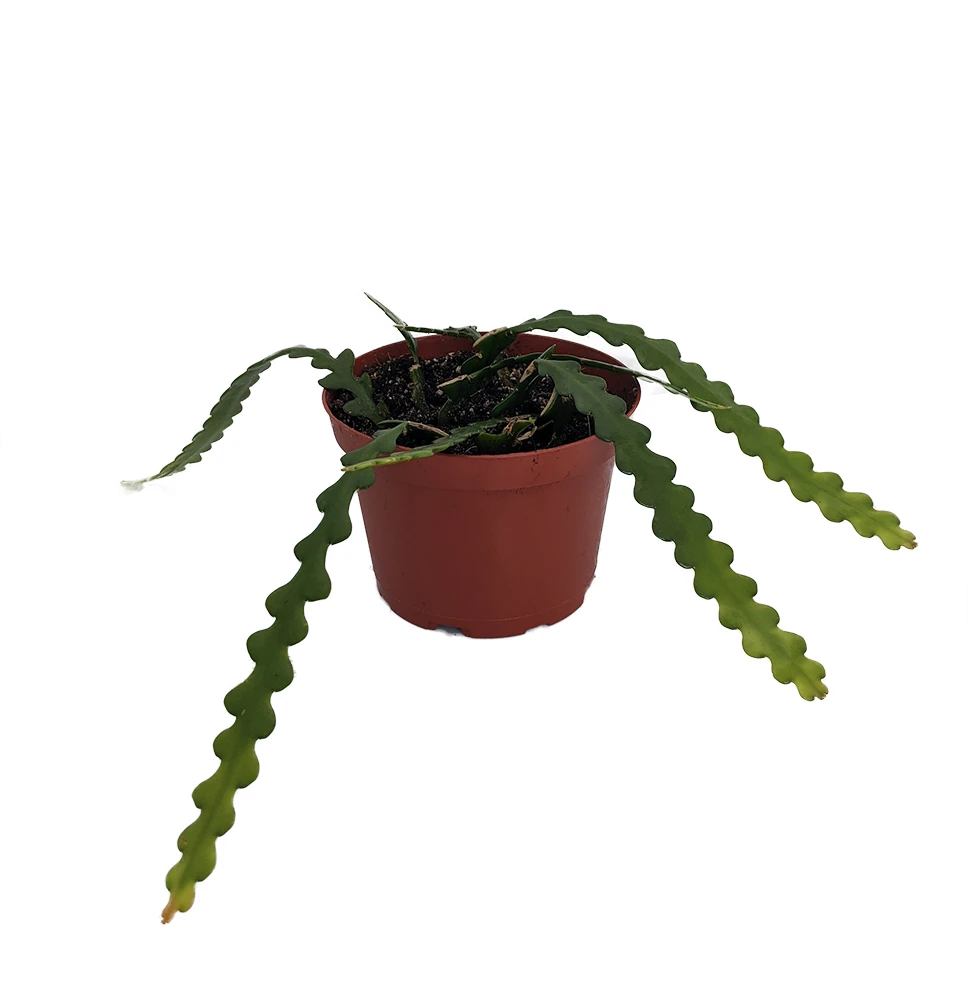 Zig Zag, Ric Rak, Fish Bone Cactus - Selenicereus - 6" Pot - Fragrant