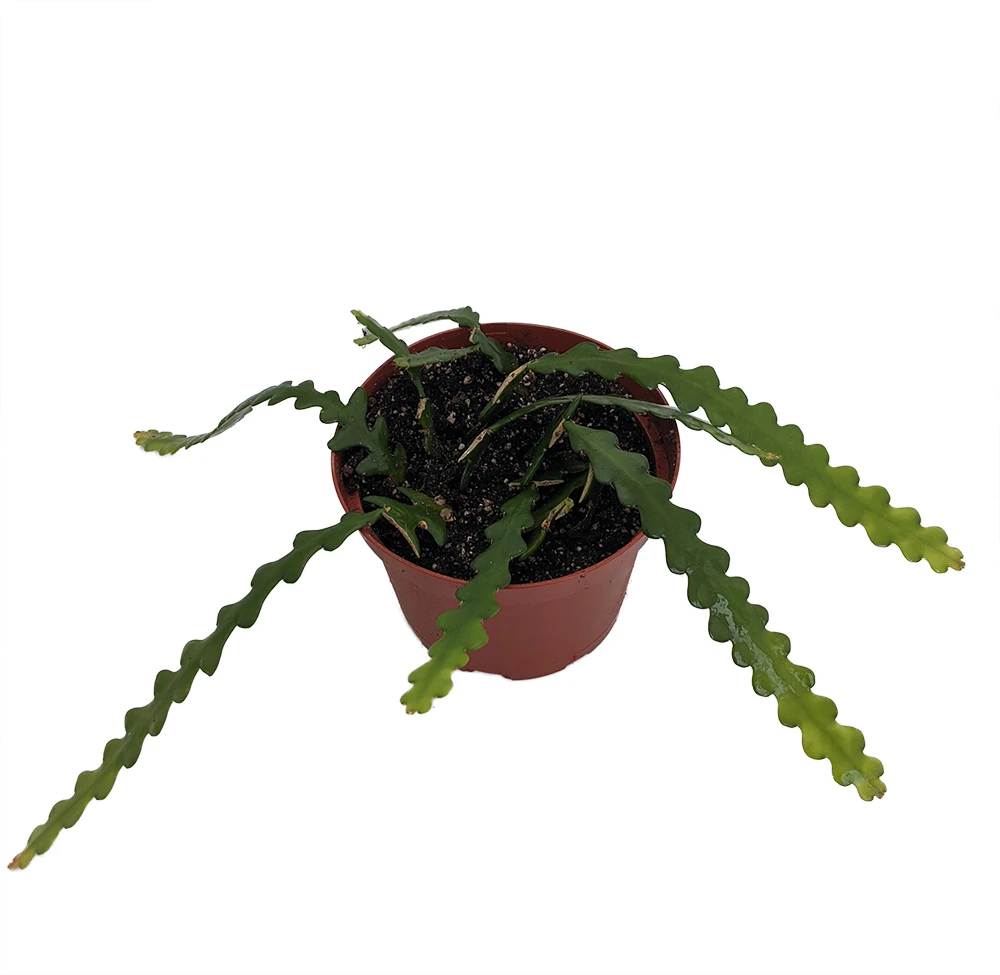 Zig Zag, Ric Rak, Fish Bone Cactus - Selenicereus - 6" Pot - Fragrant - Image 2