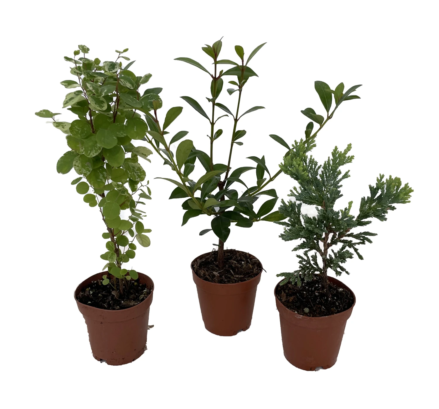 Zen Living Bonsai Assortment - 3 Plants 2" Pots - Image 2